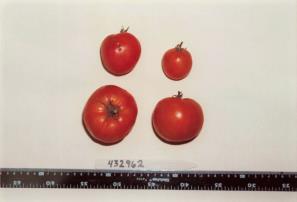 Click for 1 image(s) for this accession. FRUIT